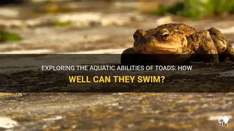 Can Toads Swim? Exploring the Aquatic Abilities of These Amphibians