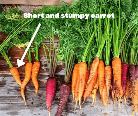 Can Vegetables Make You Fat? And Why Do Carrots Dream of Being Cupcakes?