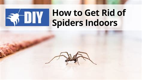 How to Get Rid of Spiders in Car Naturally: Exploring the Web of Solutions