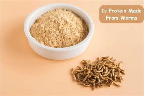 What is Protein Powder Made of Worms: A Dive into Unconventional Protein Sources