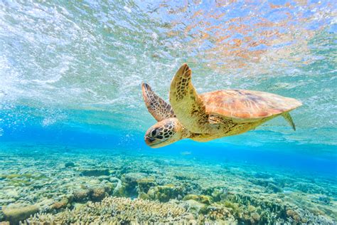 Where Can You Swim with Sea Turtles, and Why Do They Always Look So Calm?