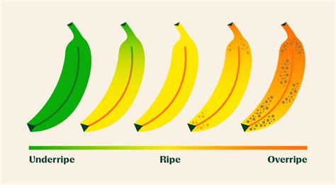 Which method is the best way to keep from running late on the day of a test? And why do bananas always seem to ripen at the worst possible time?